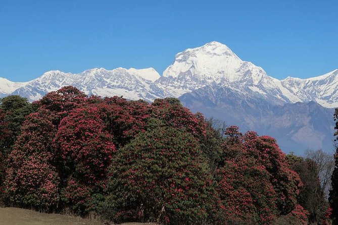 Ghorepani Poonhill Trek -8 Days - Day 7: Returning through the hill roads to Kathmandu
