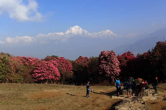 Ghorepani Poonhill Trek from Kathmandu | Best Short Trek in Nepal - Day 4: Nayapul to Tikhedhunga