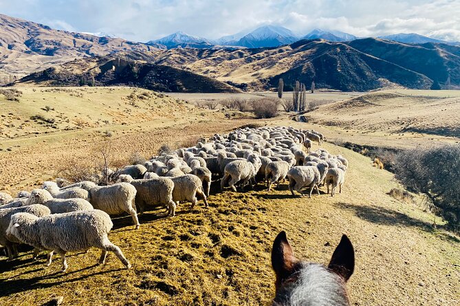 Gold Discovery Trail Horse Trek Cardrona - Most popular! - Weather, clothing, and comfort