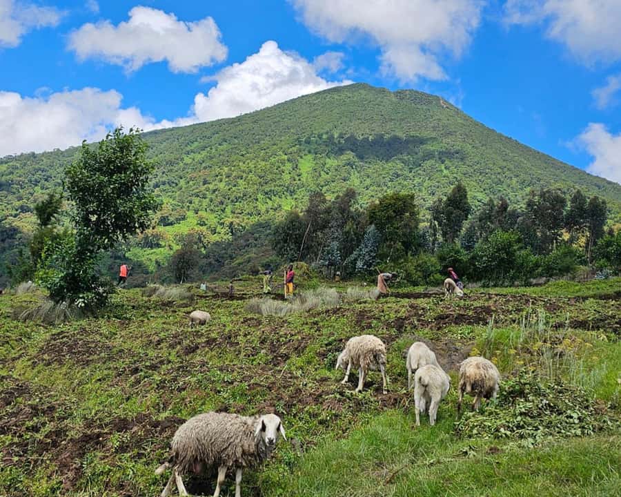 Golden Monkey Trekking with lunch - Key points at a glance
