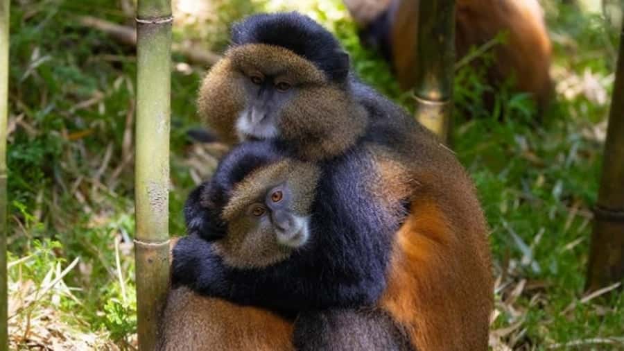 Golden Monkey Trekking with lunch - The 7:00 AM park briefing and permit check