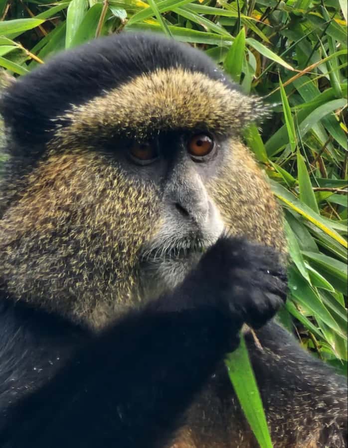 Golden Monkey Trekking with lunch - Lunch and the three-hour park visit