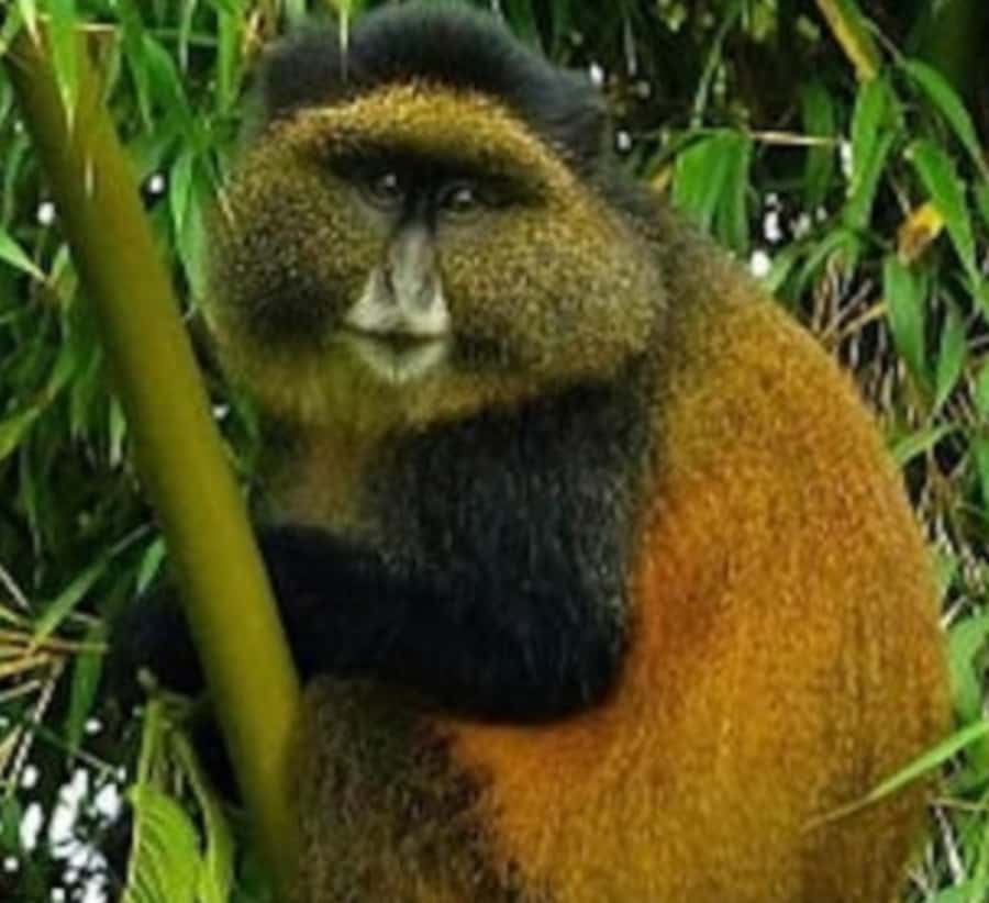 Golden Monkey Trekking with lunch - Is $320 plus the permit a fair price?