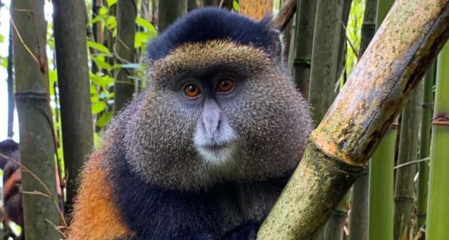 Golden Monkey Trekking with lunch - Who should book this experience?