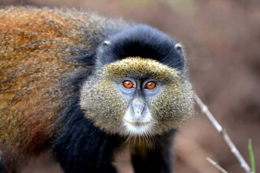 Golden Monkey Trekking with lunch - What to bring for a smoother morning