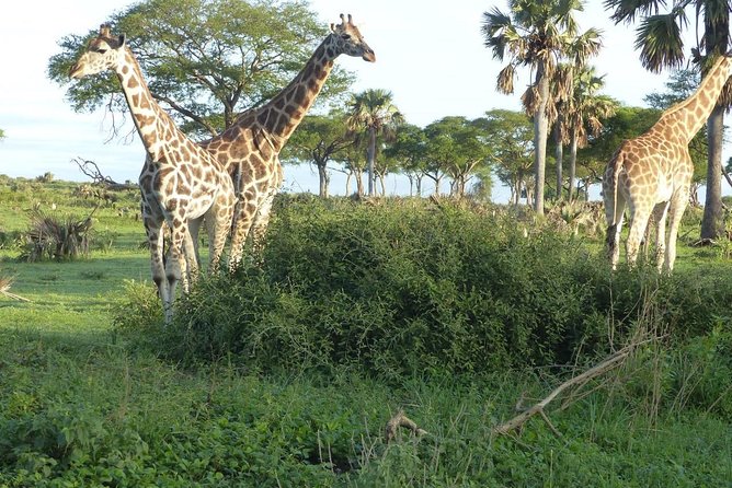 Gorilla trekking - How demanding is the trekking day?