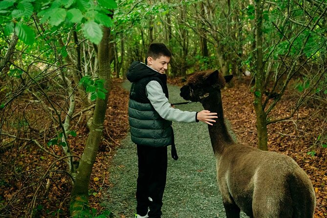 Guided Scenic Alpaca Trekking Experience Northern Ireland - Arriving at BallyBurren Outdoor Escapes