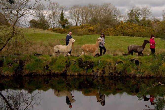 Guided Scenic Alpaca Trekking Experience Northern Ireland - Who will enjoy this experience most?