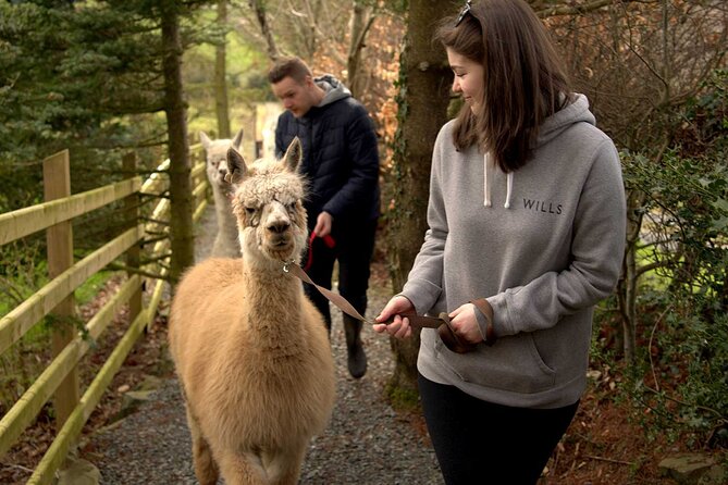 Guided Scenic Alpaca Trekking Experience Northern Ireland - Meeting your chosen alpaca