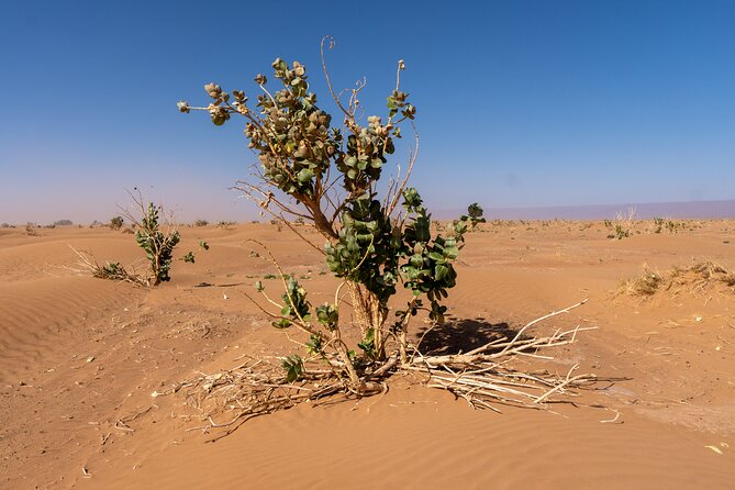 Guided Tour | Sahara Trekking: Stone Desert and Dunes - Five days across the stone desert
