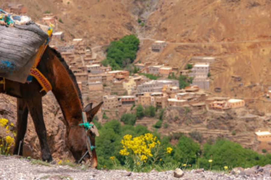 Half Day Guided Trek departure from Imlil - What the $227 price means