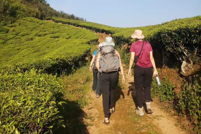Half Day Hiking in Munnar Trekking Tour - What the first hours on the trail are like