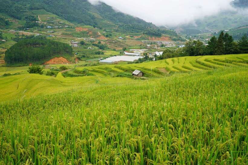 Half Day Sapa Trekking to Visit Lao Chai - Ta Van - Ta Van and the Dzay village experience