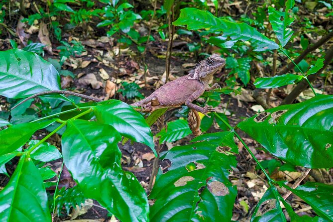 Half Day Trekking Cat Ba National Park - Why this short Cat Ba tour works