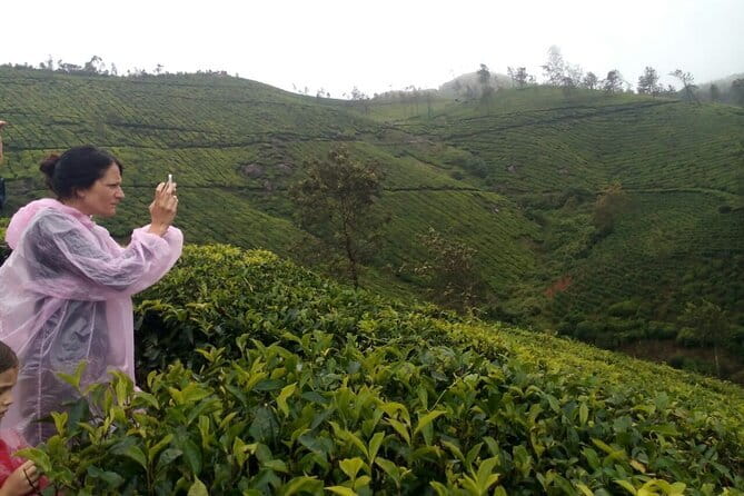 Half Day Trekking In Munnar - Tea plantations at the heart of the walk