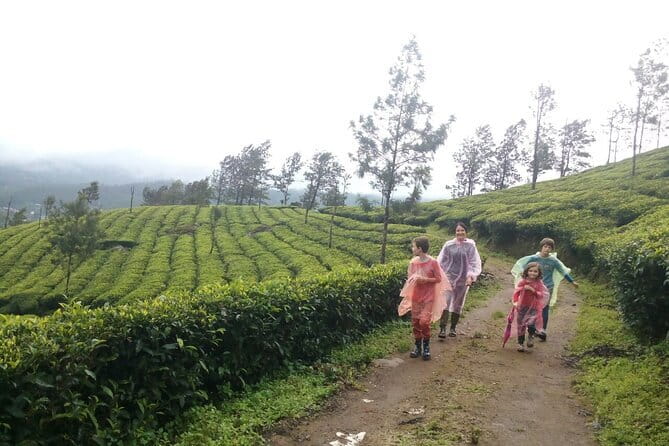 Half Day Trekking In Munnar - Forests and rocks add the real walking challenge