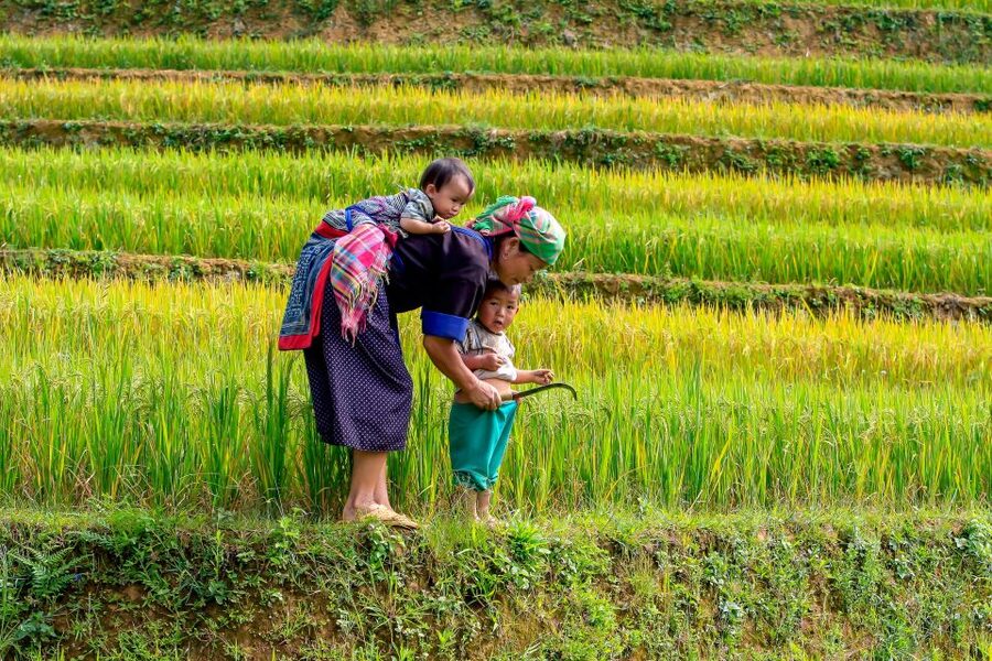Hanoi: 3-Day Sapa Trek with Homestay - What the $182 Price Really Buys You