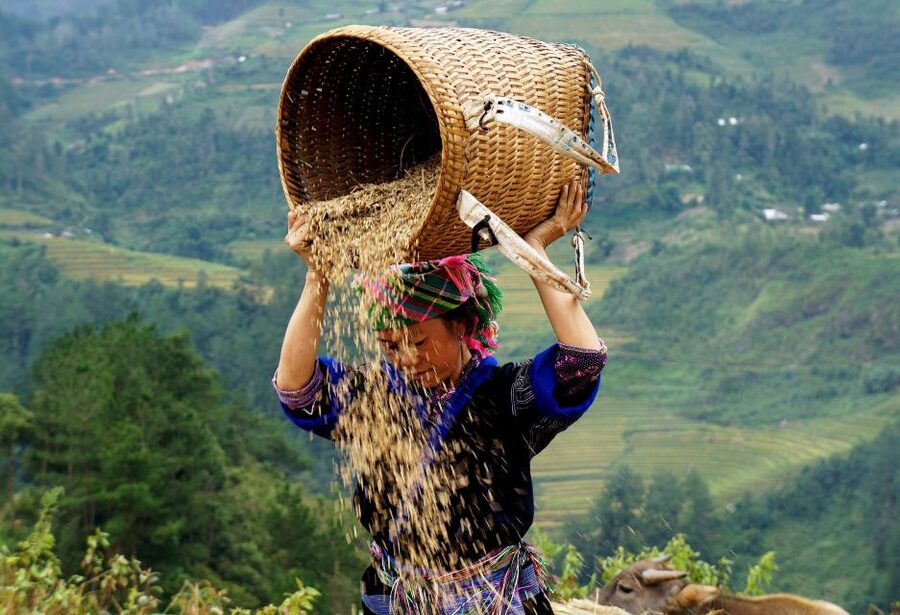 Hanoi: 3-Day Sapa Trek with Homestay - Y Linh Ho to Lao Chai, the Strongest Trekking Day
