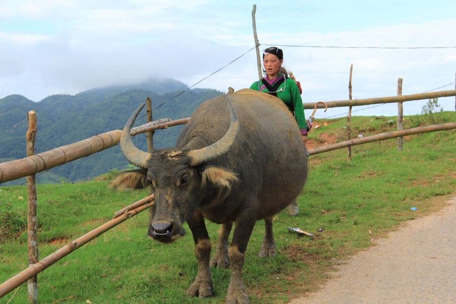 Hanoi: 3-Day Sapa Trek with Homestay - From Hanoi to Sapa by Morning Shuttle