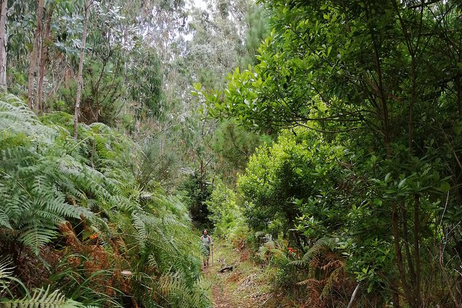 Hiking and Trekking tours in Madeira - Walking through forests, volcanic scenery, and island plant life