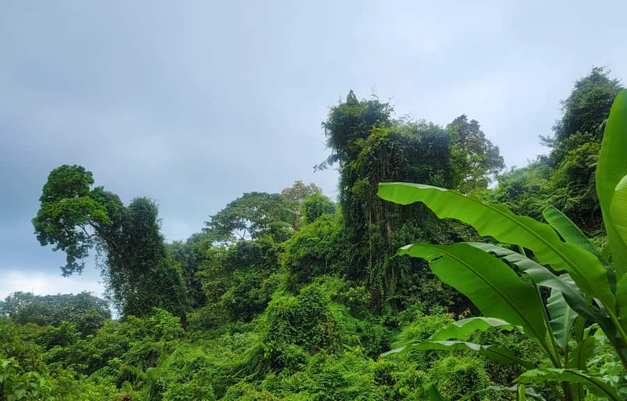 Jungle Trekking at Mt. Batukaru, scenic Waterfall & village - Two hours under Mount Batukaru’s rainforest canopy
