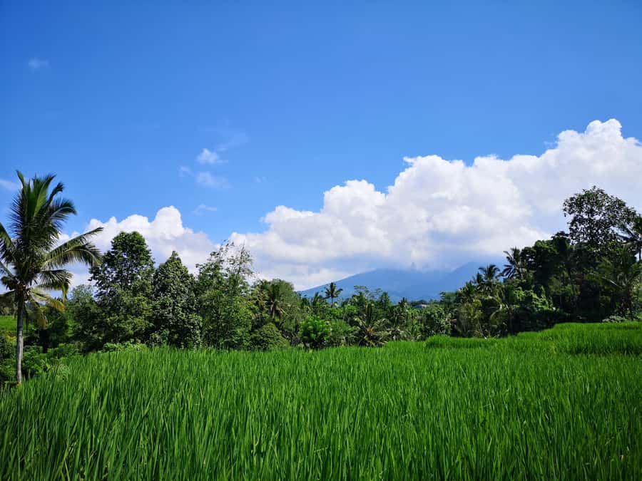 Jungle Trekking at Mt. Batukaru, scenic Waterfall & village - Rice, farms, and stingless Trigona bees
