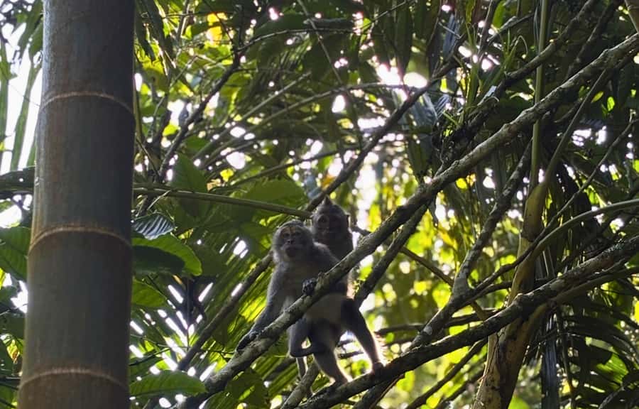 Jungle Trekking at Mt. Batukaru, scenic Waterfall & village - What $83 gets you