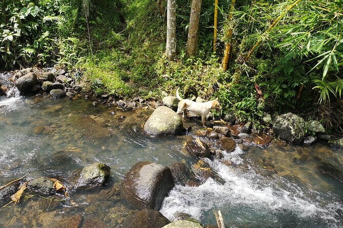 Jungle Trekking at Mt. Batukaru, scenic Waterfall & village life - Nasi Campur Tumpeng at the Village Warung