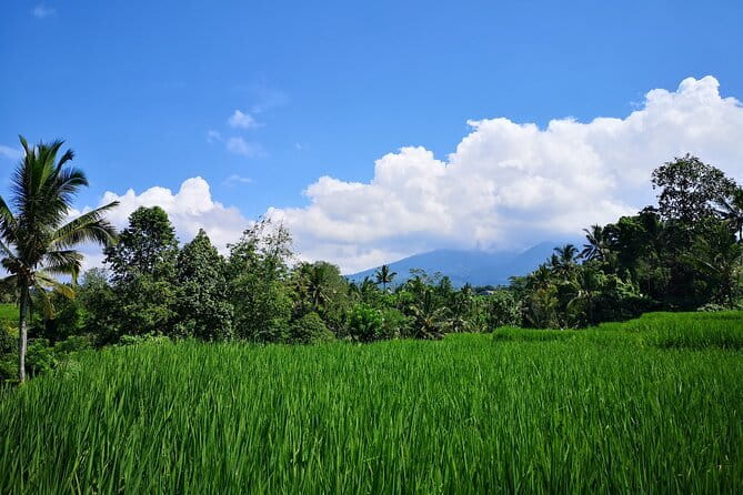 Jungle Trekking at Mt. Batukaru, scenic Waterfall & village life - The Road to Balikaru and the Subak Rice Fields