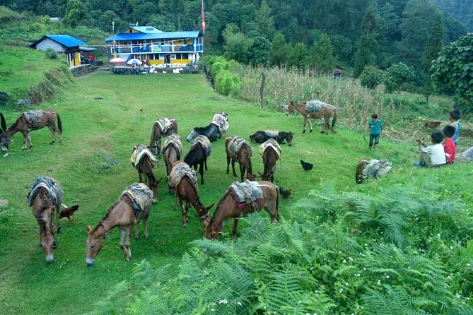 Kanchenjunga South Base Camp Trek - 13 Days - Days 1 and 2: Kathmandu to Ilam and Taplejung