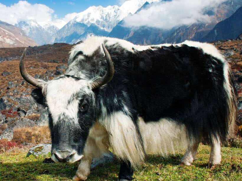 Kathmandu: 6 Days Langtang Valley Trek with Kyanjin Ri - Guides, pacing, and the private-group advantage