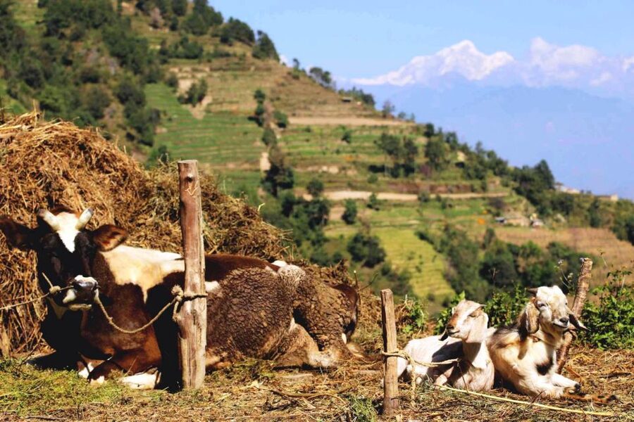 Kathmandu: Chisapani Nagarkot 3-Days 2-Nights Trek - What the Guides Add to the Walk