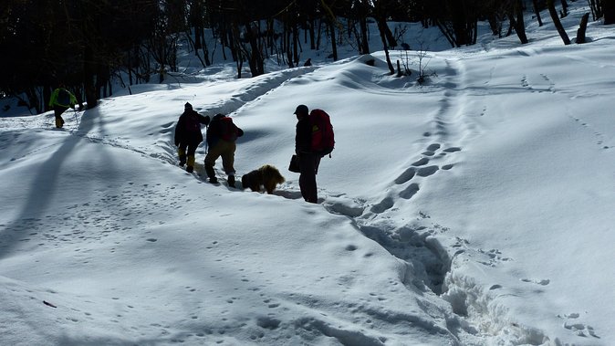 Kedarkantha Trek - Day 2: Sankri to Juda through pine and oak forest