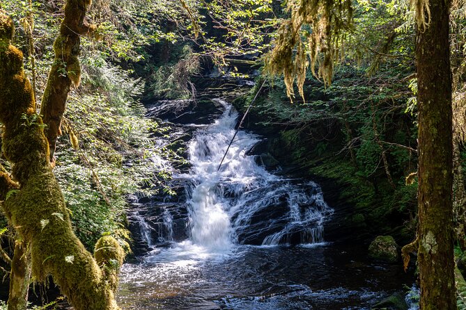 Ketchikan Magical Old-Growth Creek Trek Guided Tour - Key points at a glance