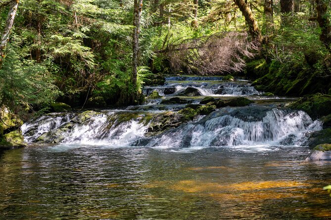 Ketchikan Magical Old-Growth Creek Trek Guided Tour - The 40-minute drive to the end of the road