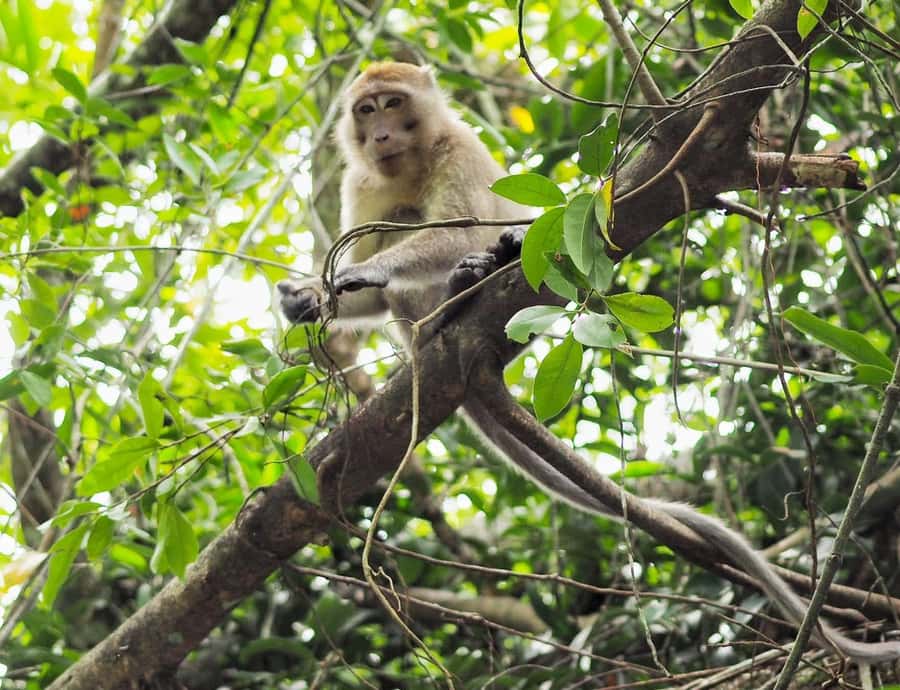 Khao Lak's Little Amazon: Canoe, Trek & Waterfall Day Trip - Key points at a glance