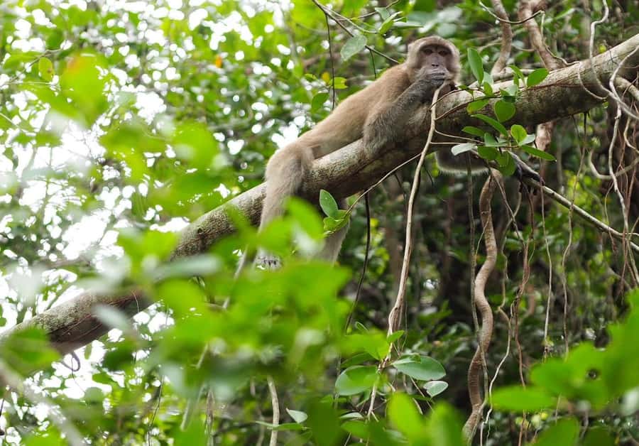 Khao Lak's Little Amazon: Canoe, Trek & Waterfall Day Trip - Thai lunch in the park