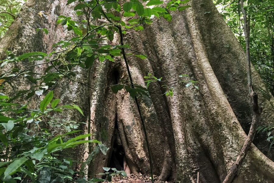 Khao Sok Jungle Day Trip - Jungle Trekking & Bamboo Rafting - The rainforest trek: flexible, active, and guide-led