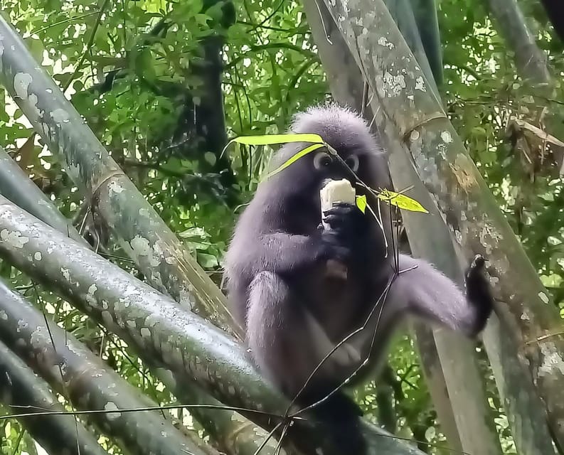 Khao Sok: Private Day Trekking, Jungle Dinner & Night Safari - Price, group size, and what you receive