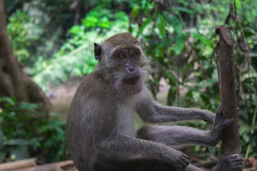 Khao Sok: Private Day Trekking, Jungle Dinner & Night Safari - Who should book this experience