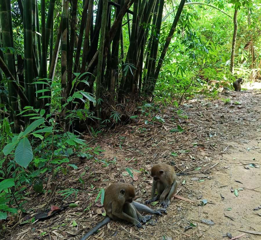 Khao Sok: Private Day Trekking, Jungle Dinner & Night Safari - Final verdict: is the private Khao Sok night safari worth it?
