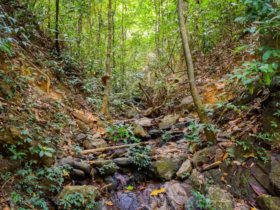 Khao Sok: Private Jungle Trek, Waterfall Swim & Bamboo Lunch - Watching lunch cook inside bamboo
