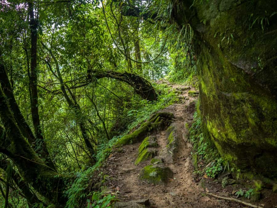 Khao Sok: Private Jungle Trek, Waterfall Swim & Bamboo Lunch - Wildlife, photography, and the value of a real guide
