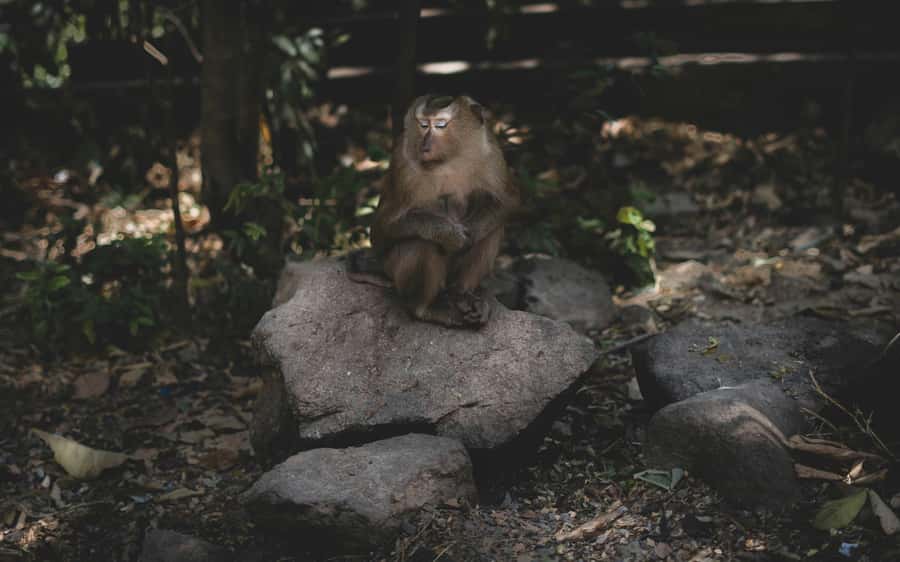 Khao Sok: Private Jungle Trek, Waterfall Swim & Bamboo Lunch - My verdict on the Khao Sok bamboo lunch tour