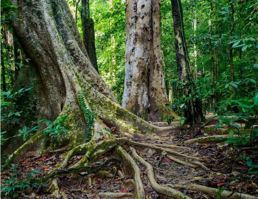 Khao Sok: Private Waterfalls and Wildlife Half-Day Trek - The best way to prepare