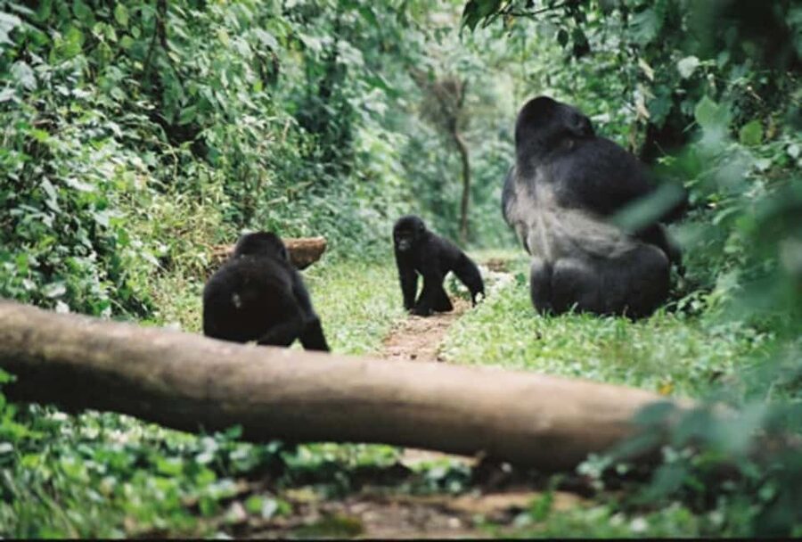 Kigali: Gorilla Trekking in Volcanoes National Park - Key Points Before You Book