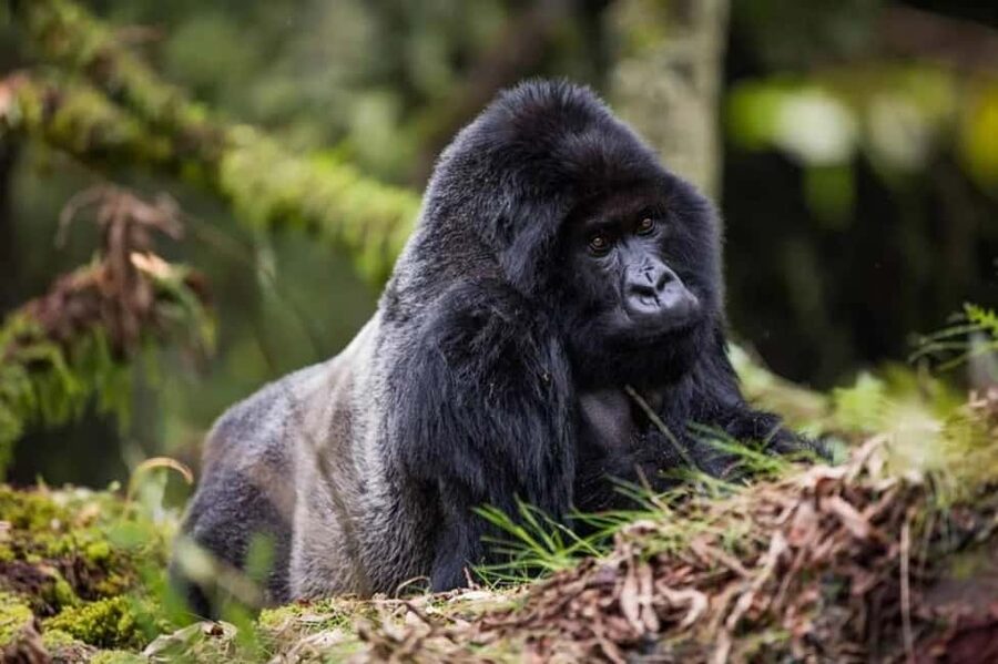 Kigali: Gorilla Trekking in Volcanoes National Park - What the $299 Really Buys You