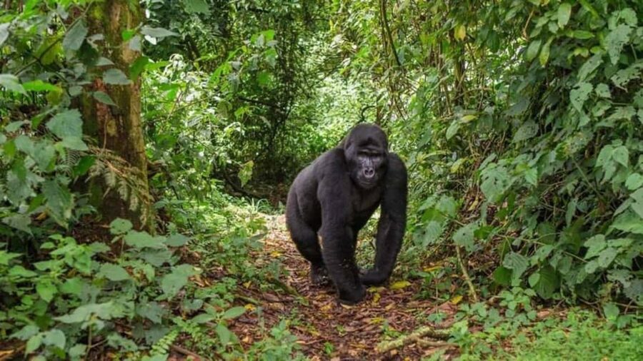 Kigali: Gorilla Trekking in Volcanoes National Park - Lunch in Musanze and the Ride Home