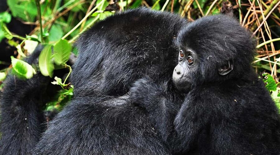 Kigali: Gorilla Trekking in Volcanoes National Park - The Park Briefing at Kinigi