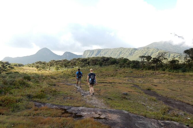 Knuckles Leopard trail Trek from Kandy - The first climb follows a tea trail
